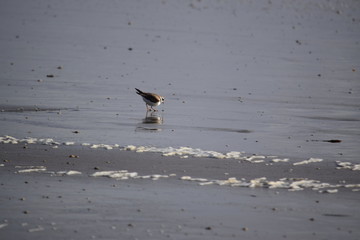 Abendspaziergang an der Nordseeküste, stille Momente