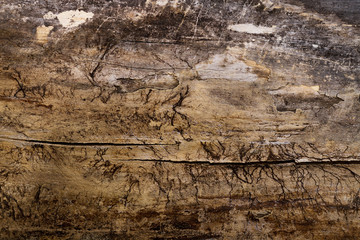 wood texture, tree bark, natural wood background