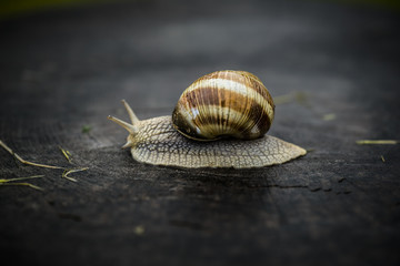 A snail crawling through the rain