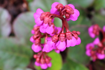 Pflanzen, Blumen, Bäume und Botanik