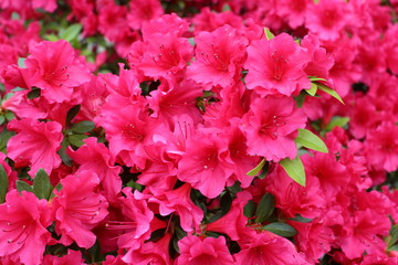 Pflanzen, Blumen, Bäume und Botanik