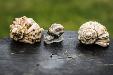 One snail between two shells