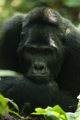 Obraz premium Silverback Gorilla - Uganda