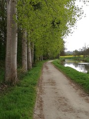 Fototapeta na wymiar Un sentiero alberoso lungo il fiume in Bretagna, Francia.