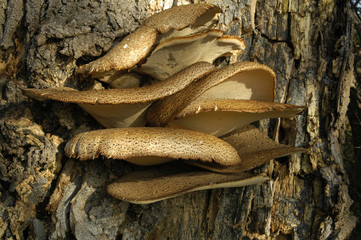 fungii on tree bark