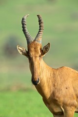 Hartebeest