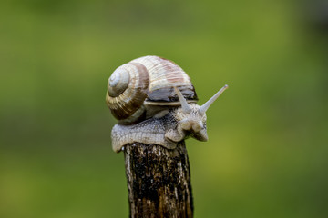 A snail on the top of a stick in the rain