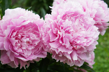 Pink Peonies photos, royalty-free images, graphics, vectors & videos ...