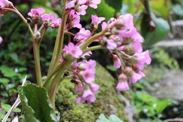 Pflanzen, Blumen und Botanik