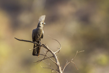Grey go-away bird in Kruger National park, South Africa