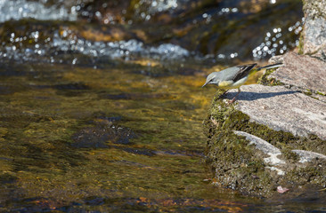 Bergeronnette des ruisseaux