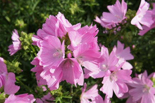 Sidalcea many pink flowers with green