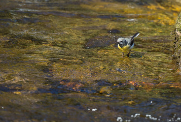 Bergeronnette des ruisseaux