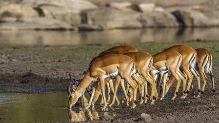 Common Impala in Kruger National park, South Africa
