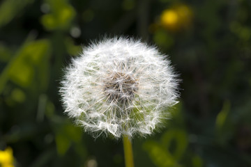 Dandelion, botanical name taraxacum officinale, is a perennial weed.The health benefits of dandelion include relief from liver disorders, diabetes, urinary disorders, acne, jaundice, cancer and anemia
