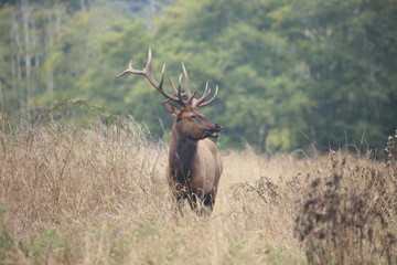 Elk