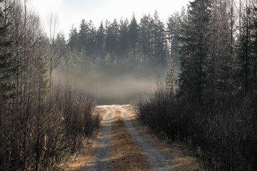 Obraz na płótnie Canvas Misty road