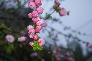 Spring tree flowering - rose tree. Slovakia