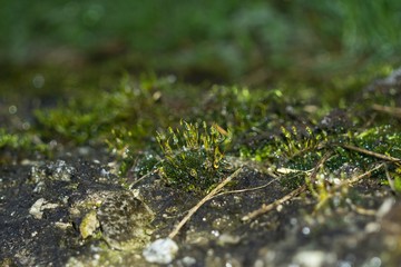 moss