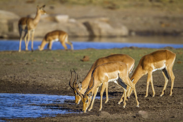 Common Impala in Kruger National park, South Africa