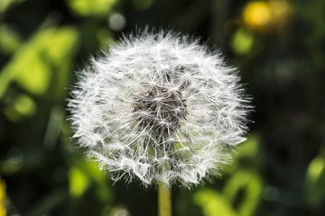 Dandelion, botanical name taraxacum officinale, is a perennial weed.The health benefits of dandelion include relief from liver disorders, diabetes, urinary disorders, acne, jaundice, cancer and anemia