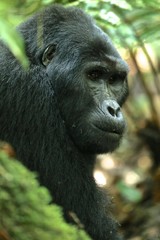 Silverback Gorilla Uganda