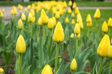 Obraz premium Tulips in the park