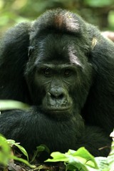 Silverback Gorilla Uganda