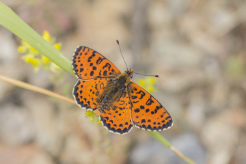A male Spotted Fritillary (Melitaea didyma) butterfly in the Maritime Alps, France.