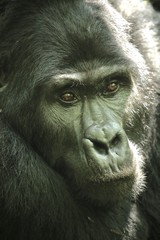 Fototapeta premium Silverback Gorilla Uganda