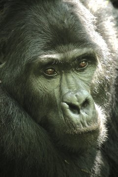 Silverback Gorilla Uganda