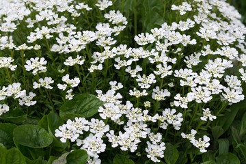 Gilliflower in the grass. Slovakia