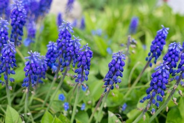 Obraz premium Blue Muscari flower