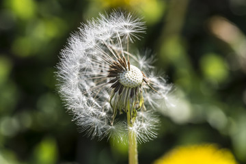 Dandelion, botanical name taraxacum officinale, is a perennial weed.The health benefits of dandelion include relief from liver disorders, diabetes, urinary disorders, acne, jaundice, cancer and anemia