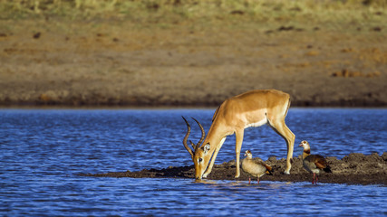 Common Impala and egyptian goose in Kruger National park, South Africa