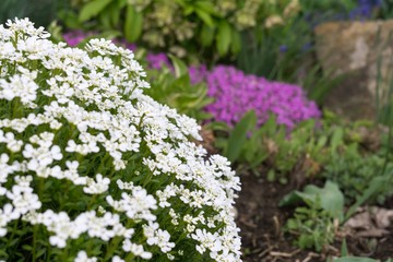 Gilliflower in the grass. Slovakia