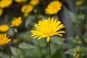 Yellow coltsfoot spring flowers. Slovakia