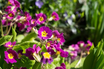 Gilliflower in the grass. Slovakia