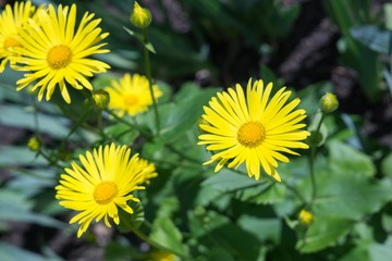 Yellow coltsfoot spring flowers. Slovakia