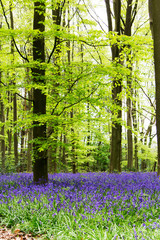 Bluebells growing on an english woodland floor