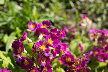 Gilliflower in the grass. Slovakia