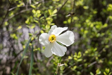 Gilliflower in the grass. Slovakia