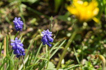 Blue Muscari flower