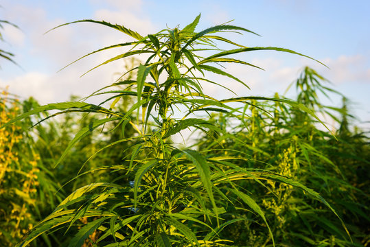 Marijuana in field