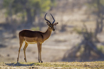 Common Impala in Kruger National park, South Africa