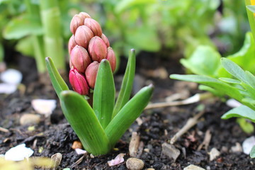 Bäume, Blumen und Pflanzen 