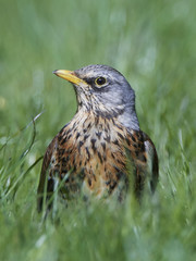 Fieldfare (Turdus pilaris)