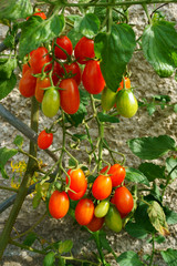 tomatoes plant background
