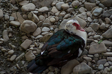 female exemplar of musk duck