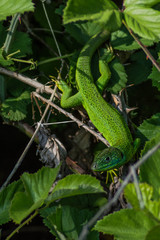 Naklejka na ściany i meble big and green lizard curved head
